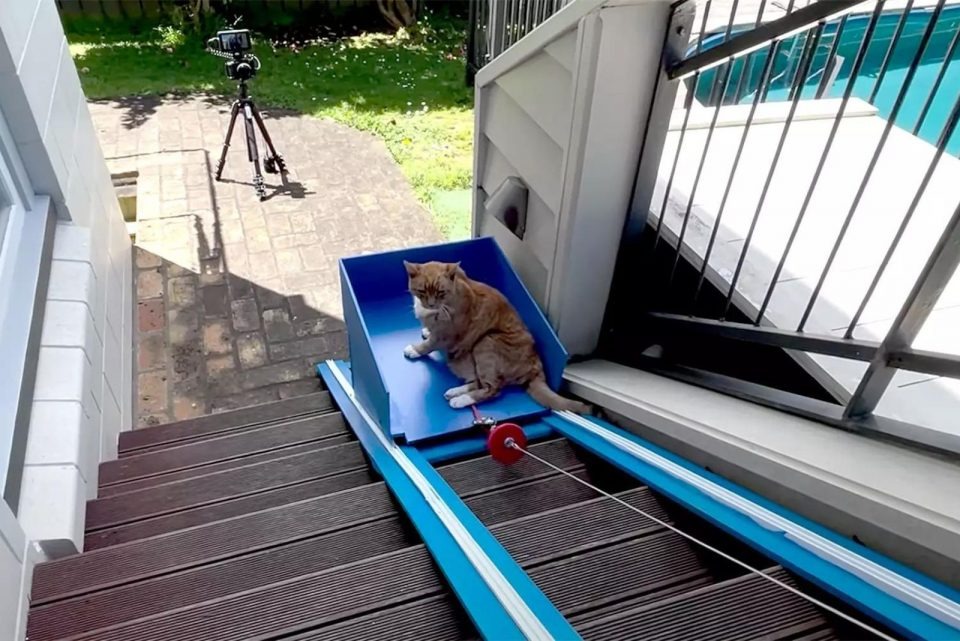 Aeltere Katze in einem blauen Treppenaufzug