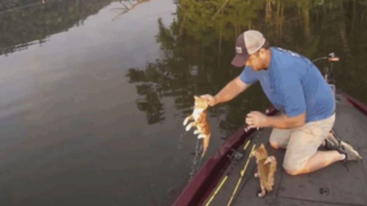 Angler rettet Katze aus dem Fluss