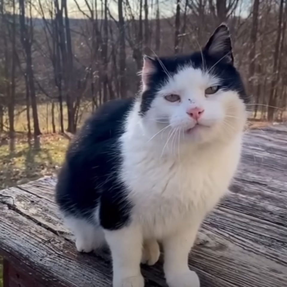 Alte Katze sitzt auf einer Bank