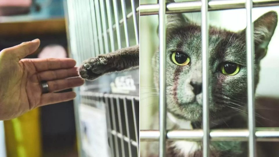 Katze streckt ihre Pfote aus zu einem Tierheimbesucher