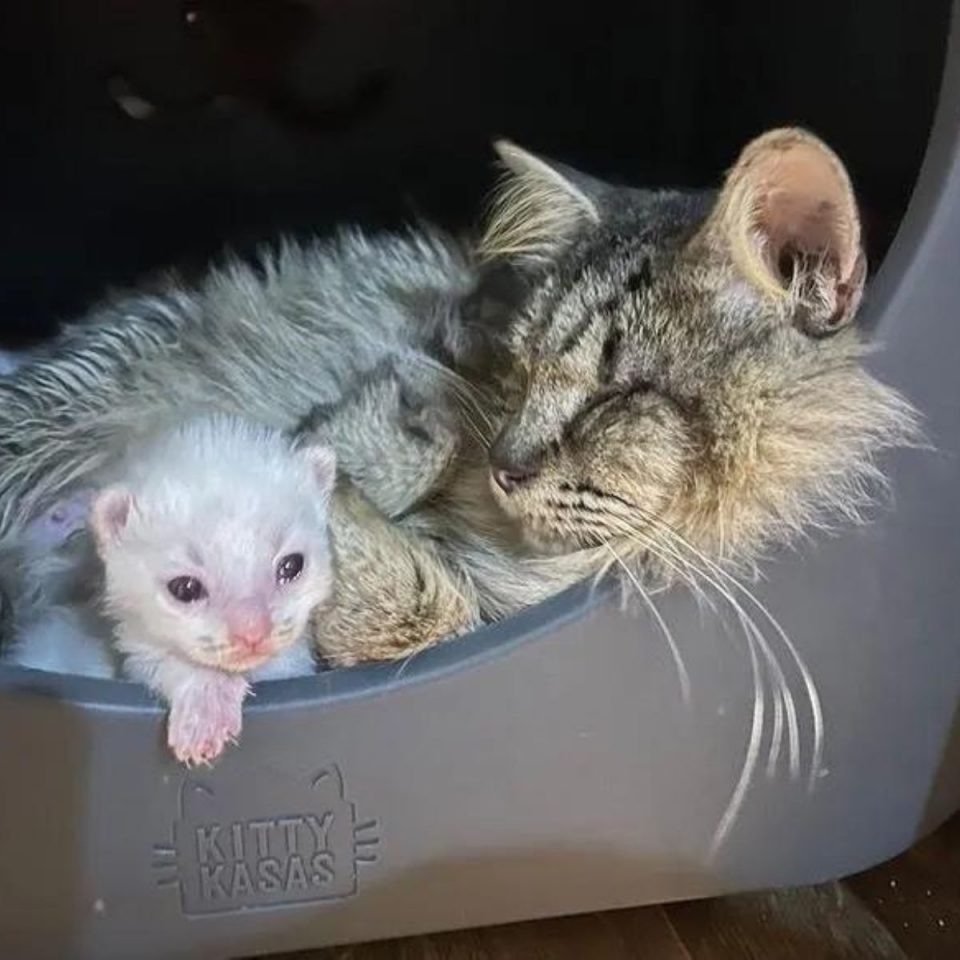 Blinde Katzenmama liegt neben ihrem Katzenbaby