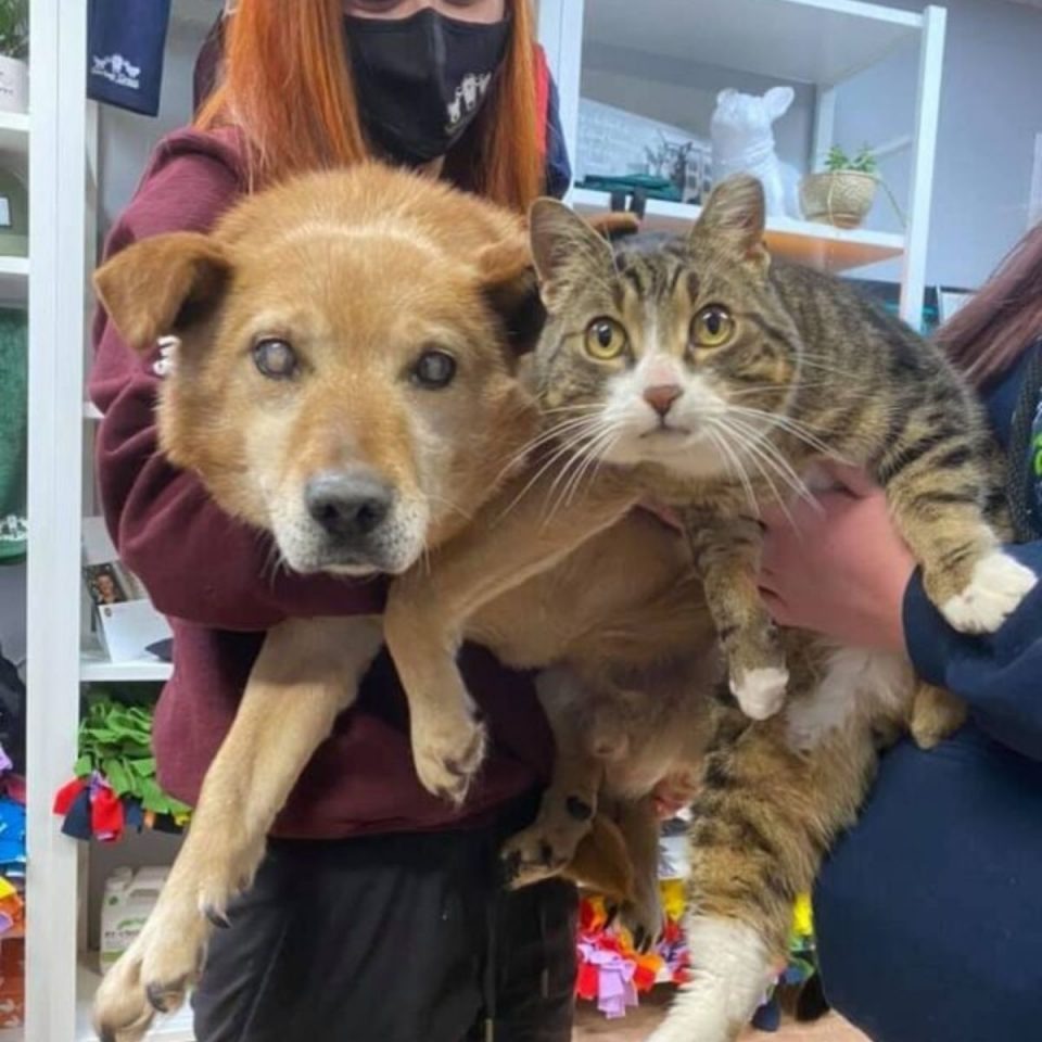 Blinder Hund und eine Katze werden von Menschen hochgehalten