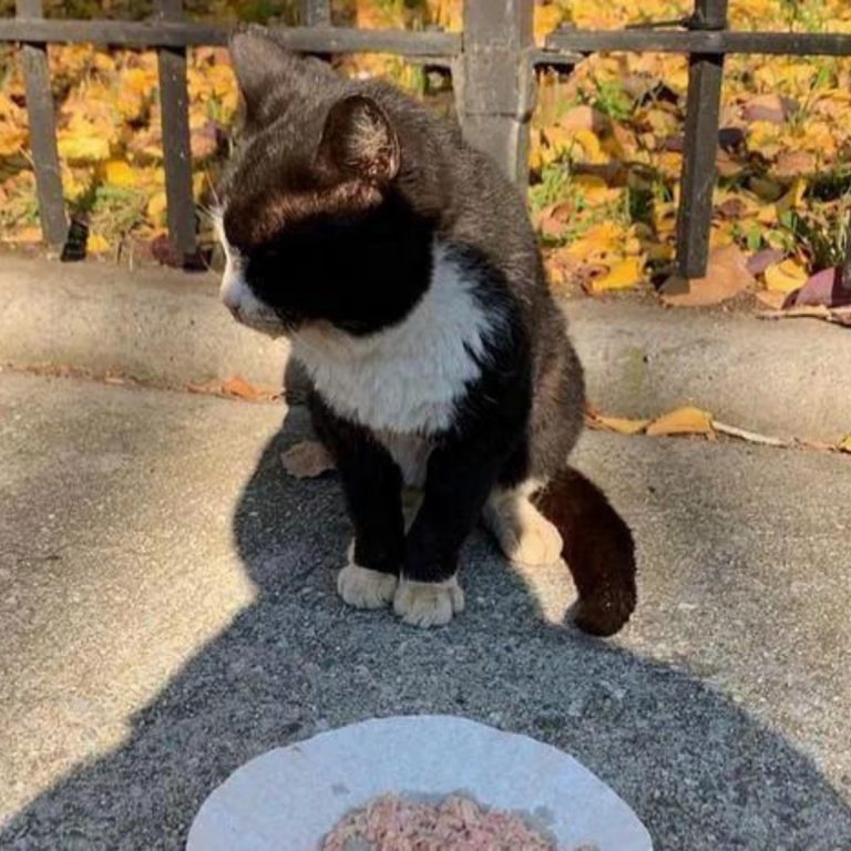 Die Katze sitzt neben dem Teller mit dem Essen