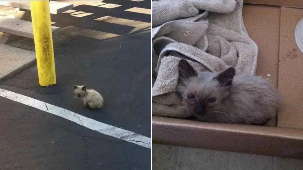 Kleines verlorenes Katzenbaby auf der Strasse