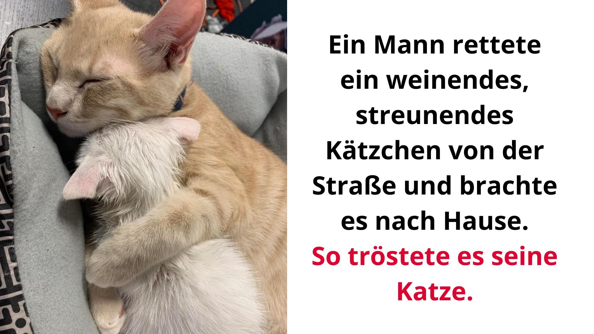 Fotos als Beweis das Katzen besser als Menschen sind