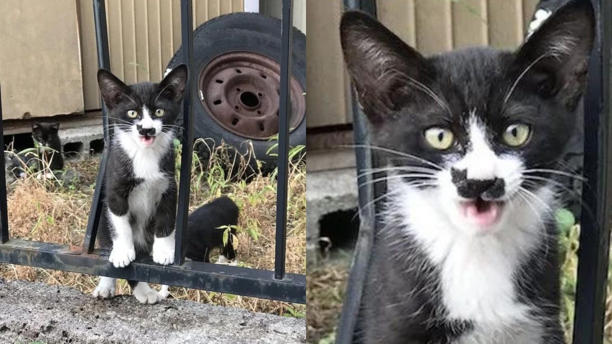 Kleine Katze mit ungewoehnlicher Nasenzeichnung