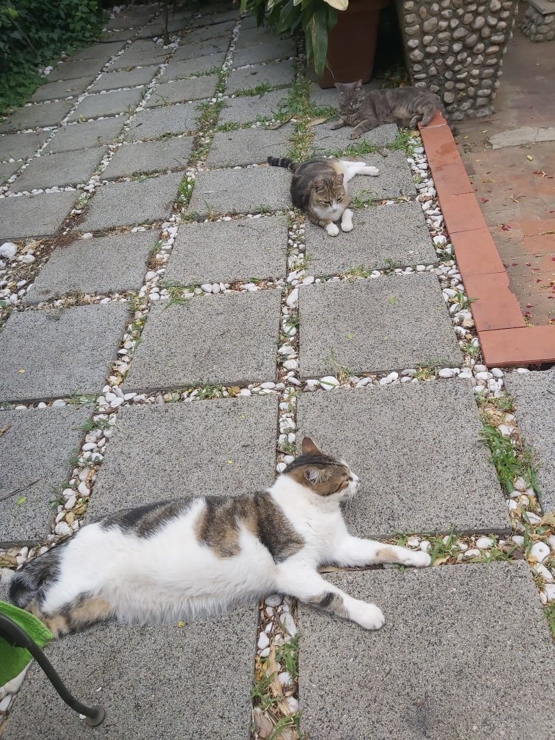 Drei Katzen liegen im Garten