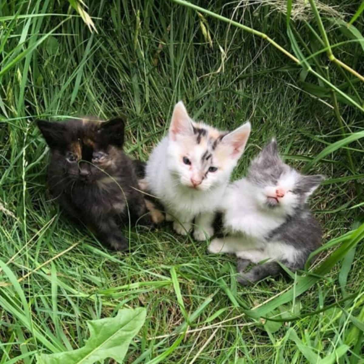 Drei Katzenbabys sitzen im Gras