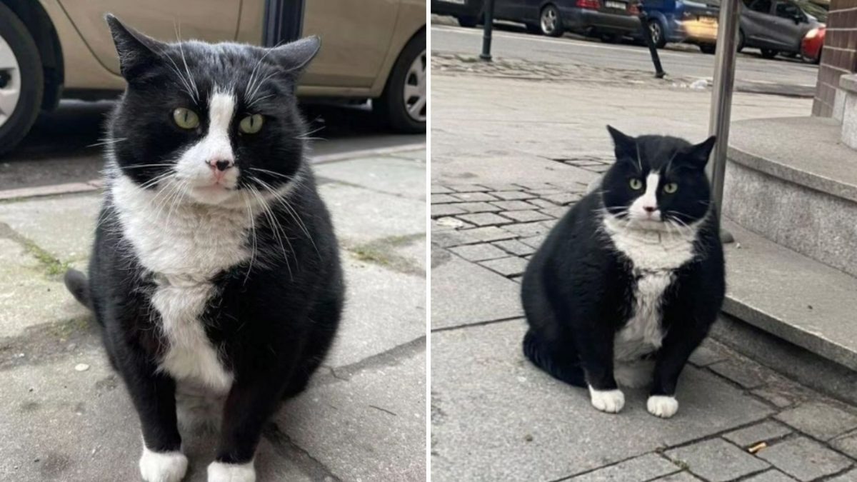 Uebergewichtige schwarze Katze sitzt auf der Strasse