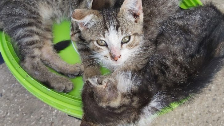 Drei kleine Katzenbabys