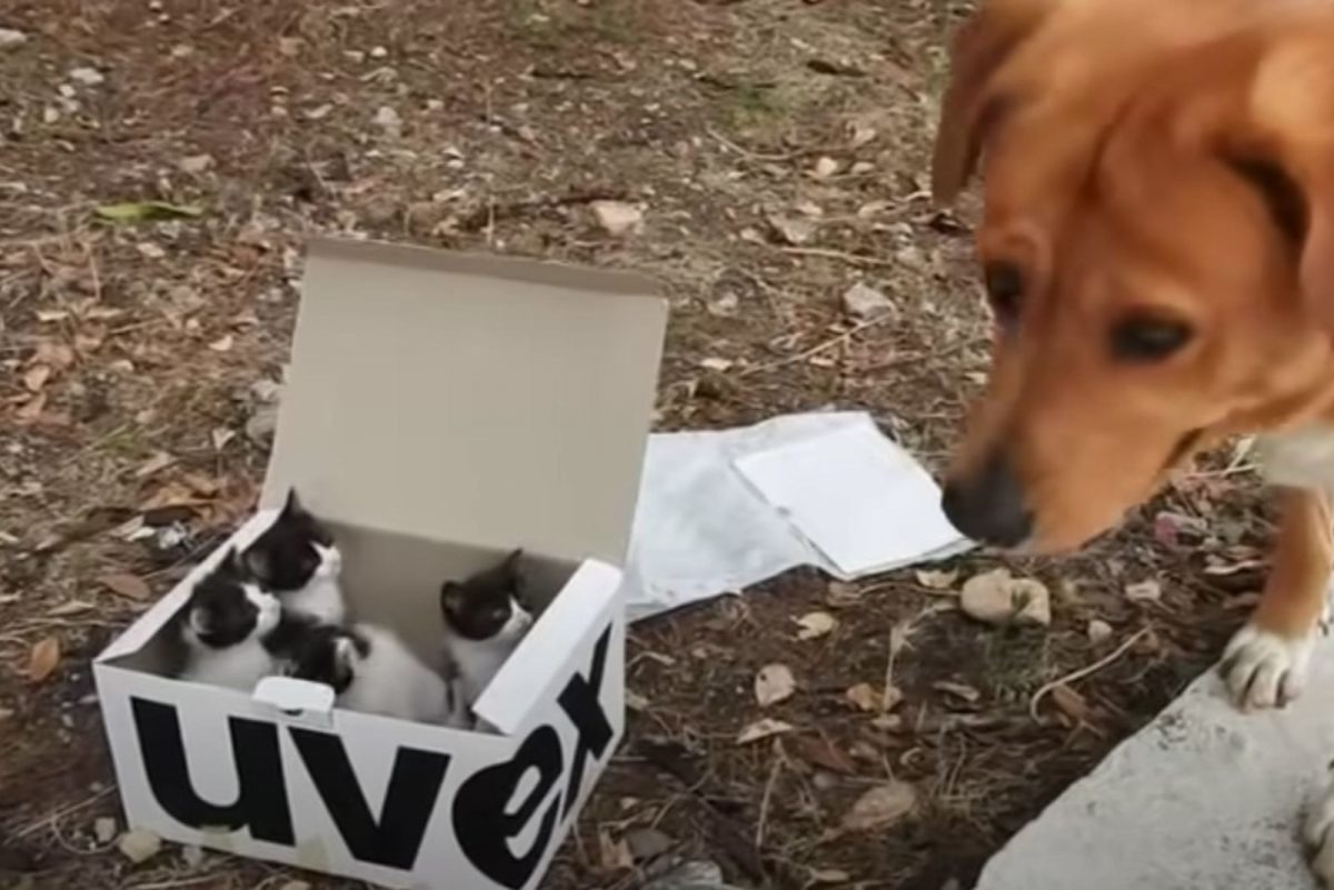 Ein Hund mit einer Kartonbox voll von Kaetzchen