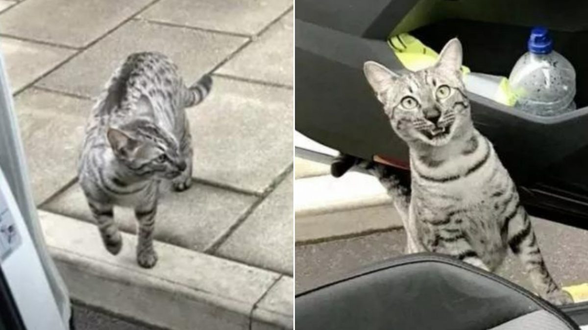 Eine vermisste Katze an einer Autotuer