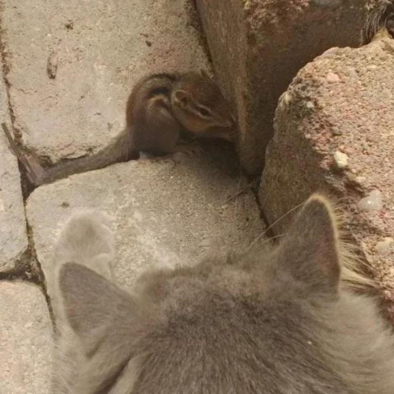 Ein Streifenhoernchen und eine Katze befreunden sich