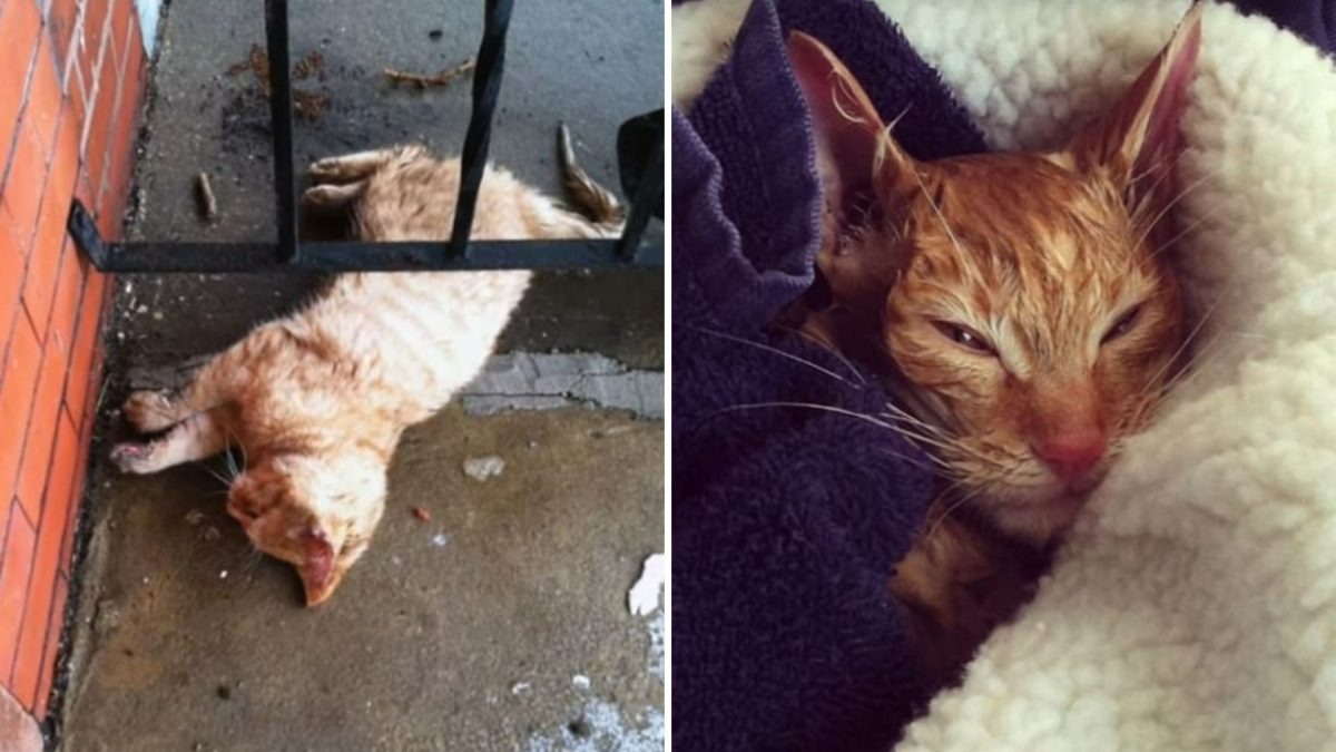 Eingefrorene Katze auf Veranda und eine Katze eingewickelt in eine Decke