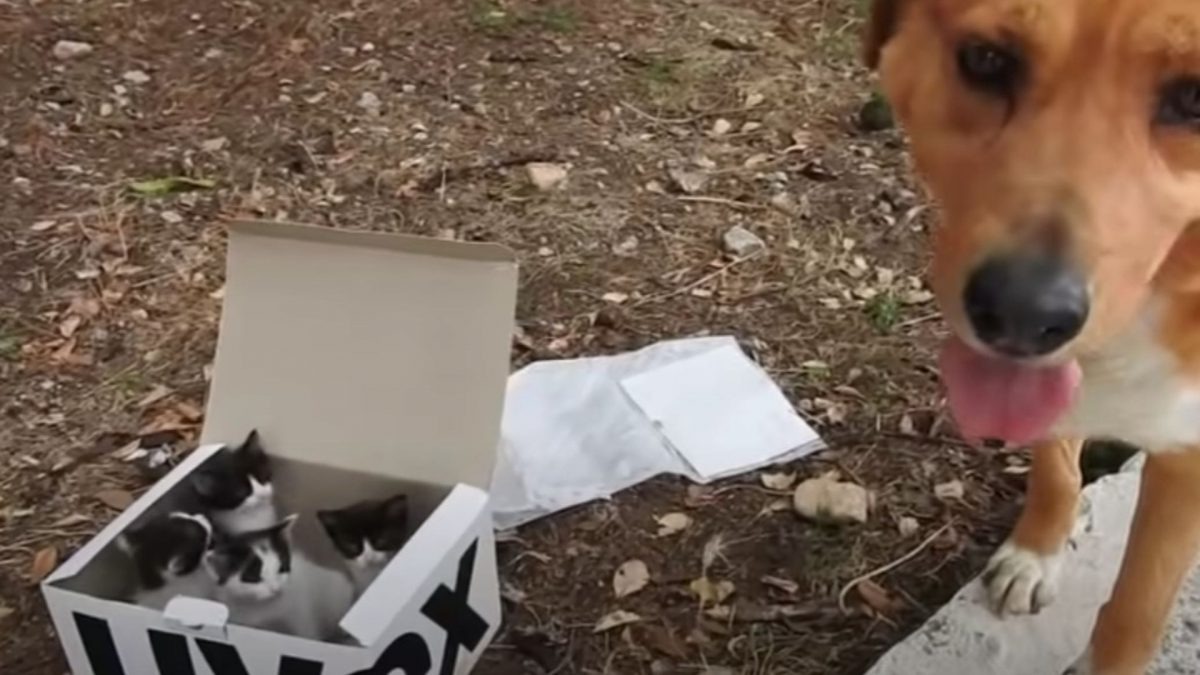 Ein Hund steht vor einer Kartonbox voller Kaetzchen