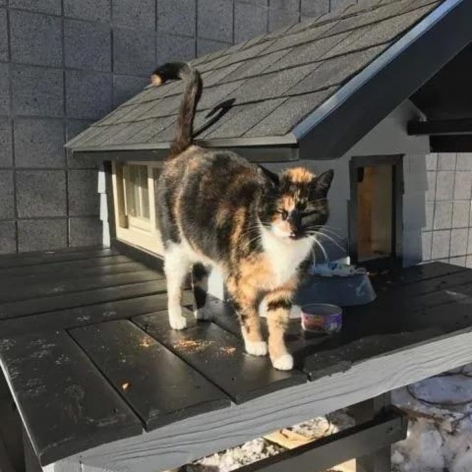 Eine Katze vor ihrem Katzenhaus