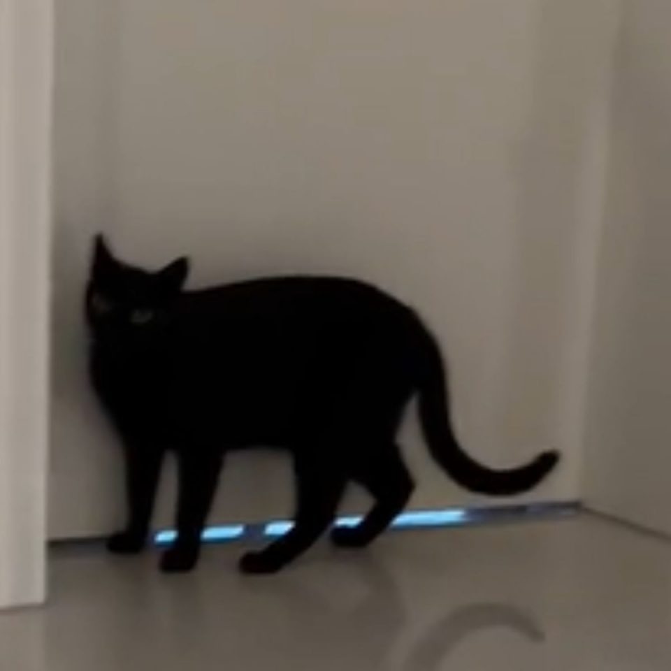 Eine schwarze Katze