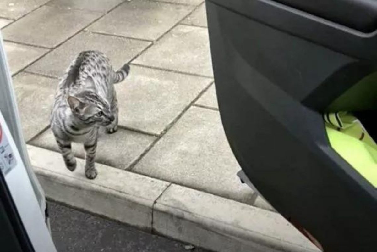 Eine vermisste Katze am Gehweg