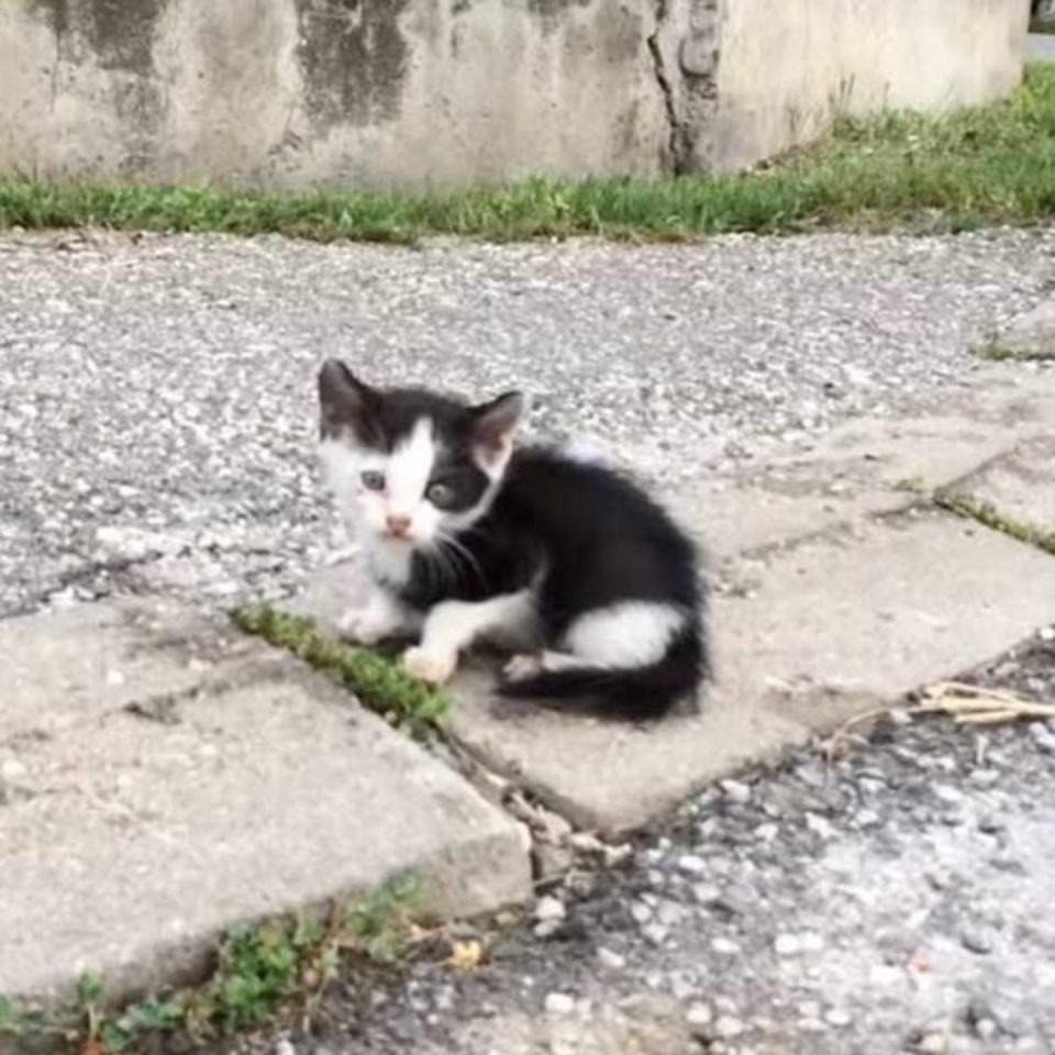 Einsames schwarz-weißes Katzenbaby