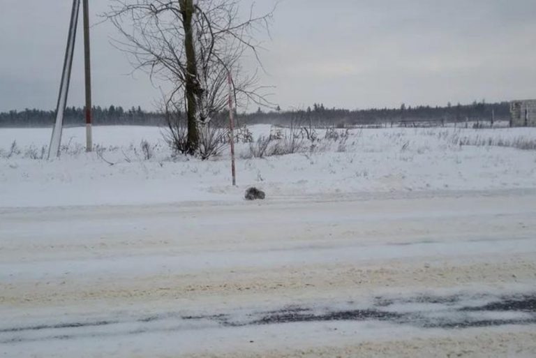 Fellball bedeckt mit Schnee liegt auf der Straße