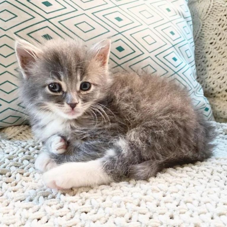 Flauschiges Kaetzchen auf der Couch