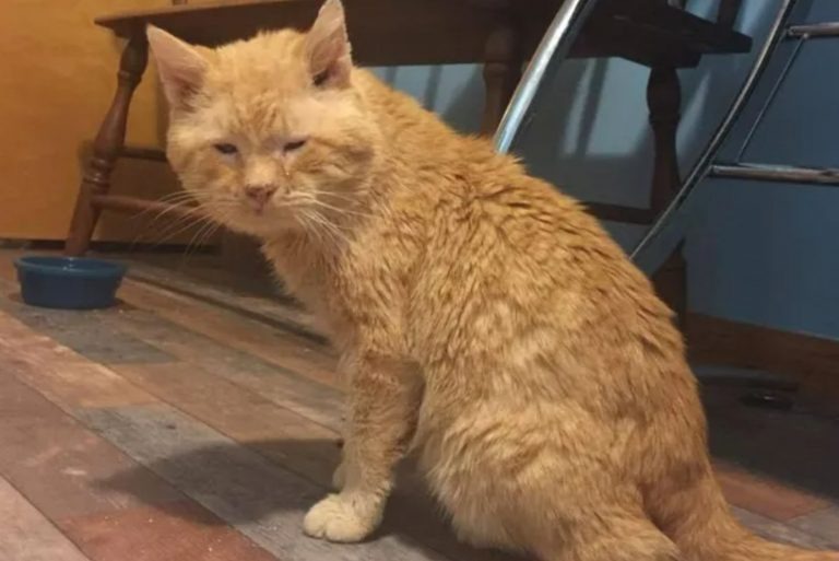 Foto der geretteten rothaarigen Streunerkatze