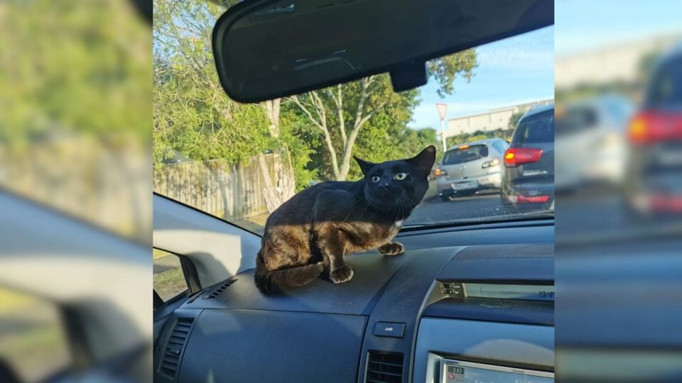 Streunerkatze sitzt im Auto