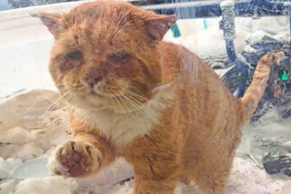 Frierende Katze steht vor einer Glastuer