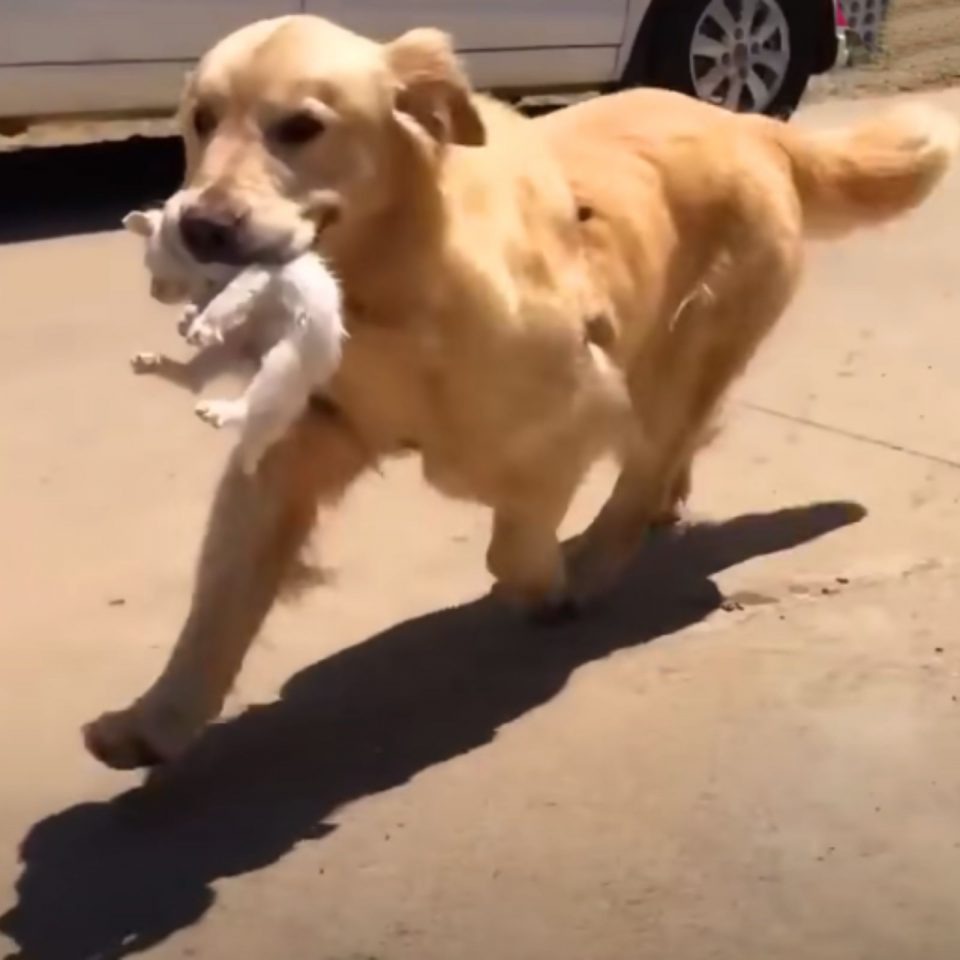 Golden Retriever traegt eine kleine Katze im Maul