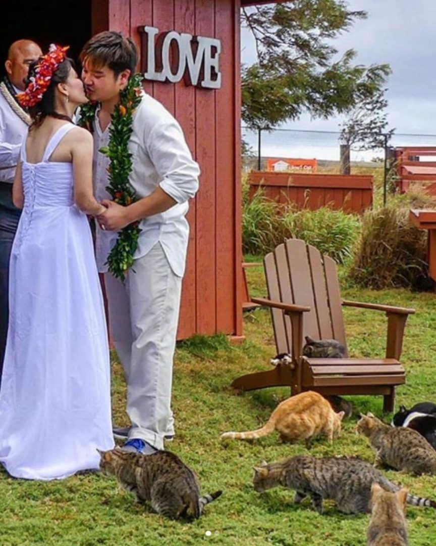 Hochzeit mit vielen Katzen