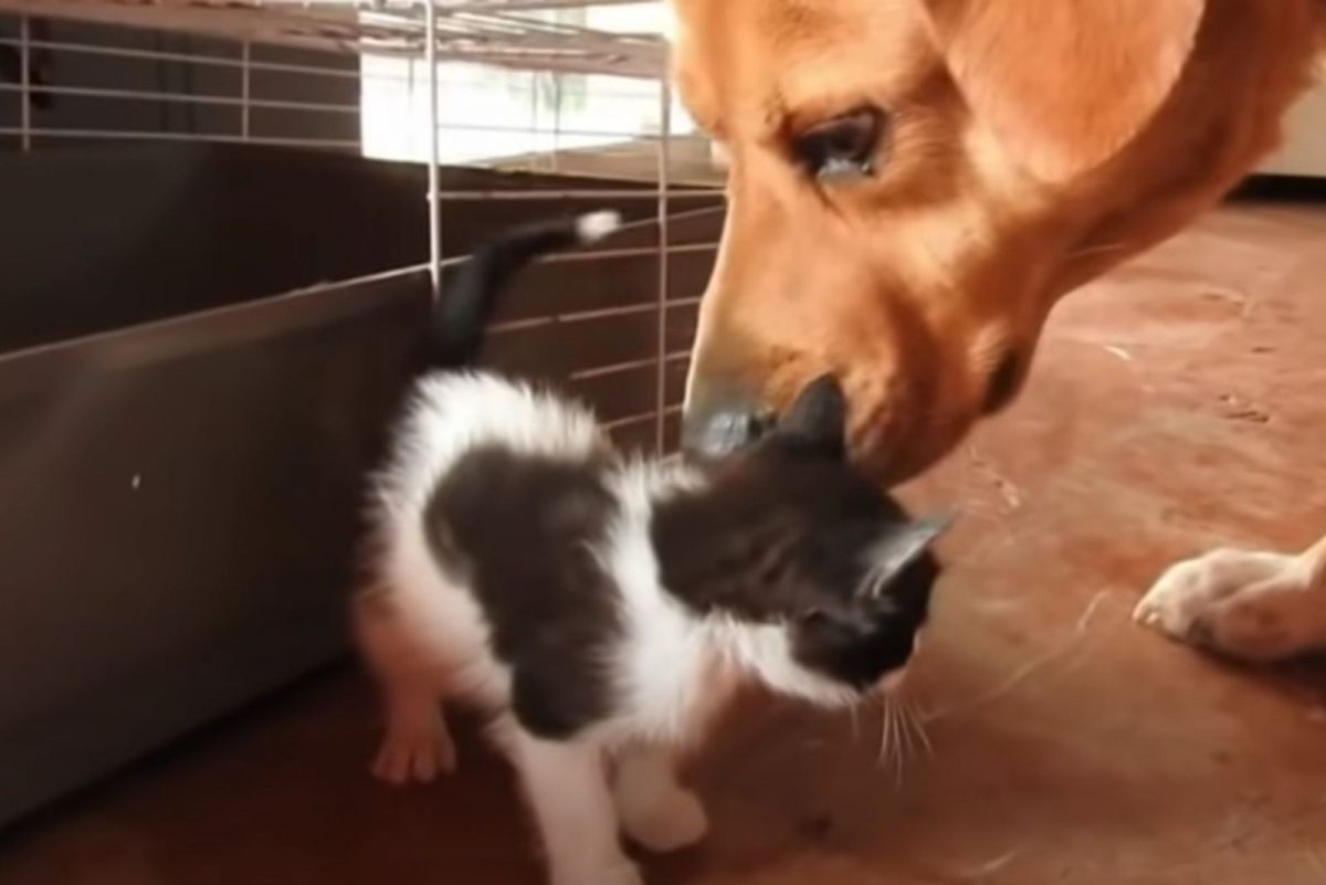 Hund beschnuppert kleines Kaetzchen