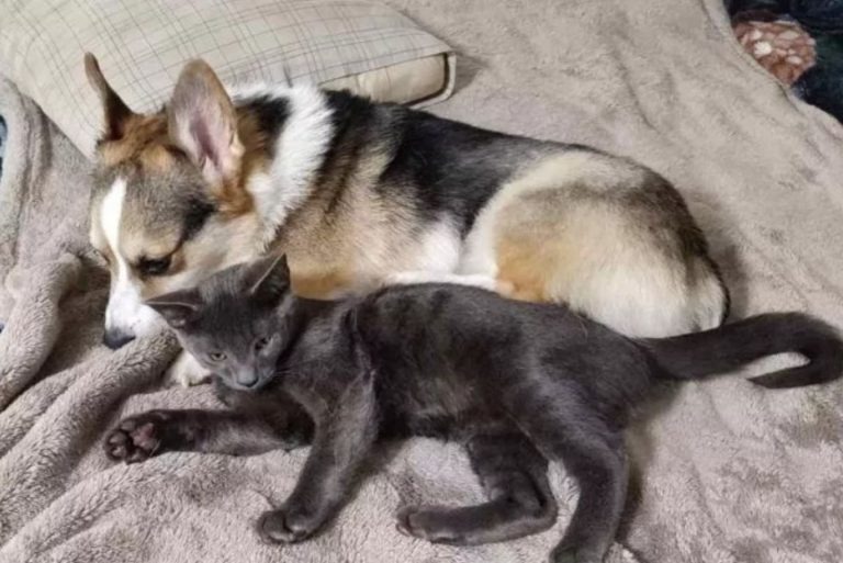 Hund und Katze liegen zusammen im Bett