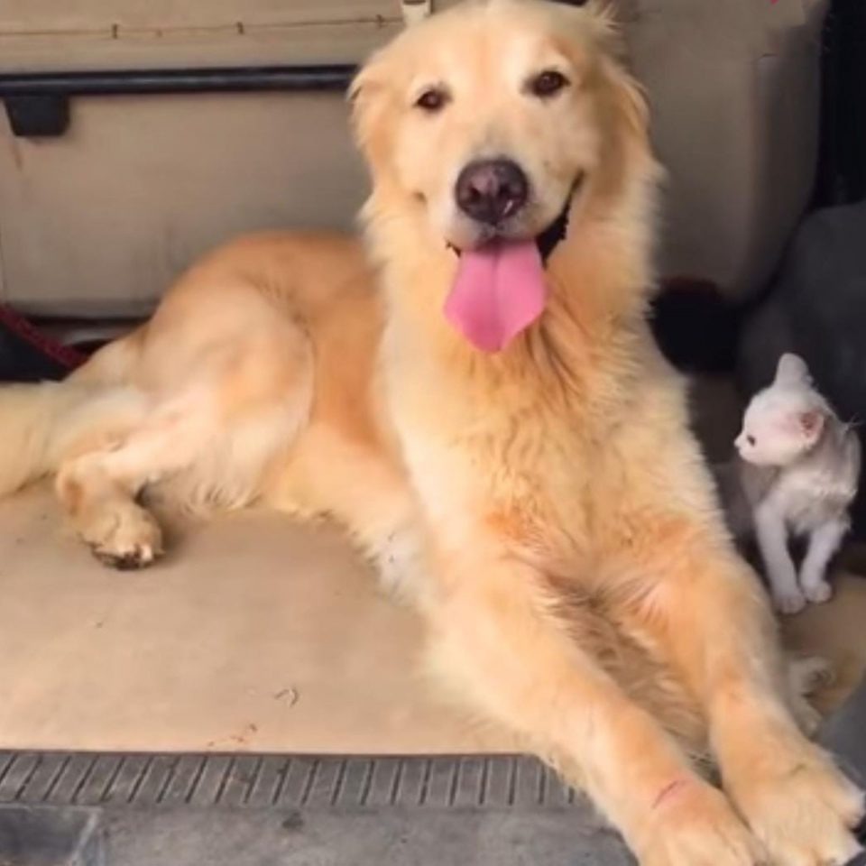 Hund und kleine Katze sitzen nebeneinander