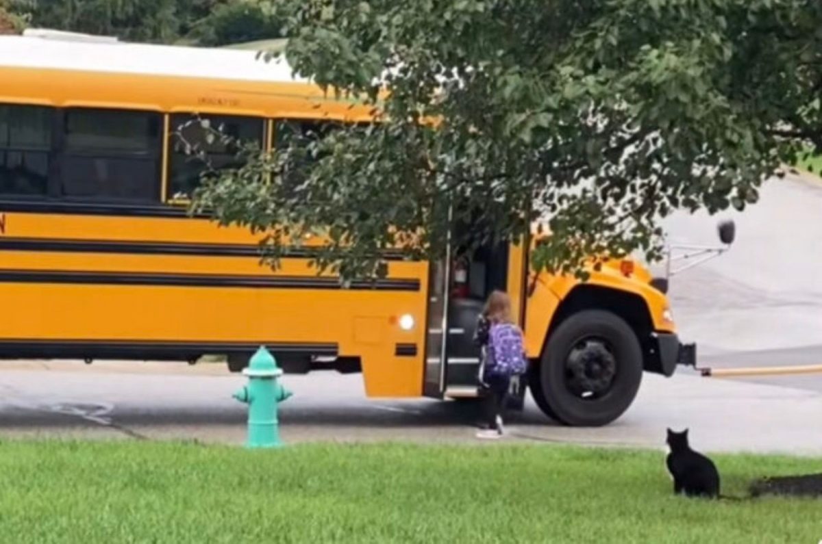 Kater begleitet Kind zum Schulbus