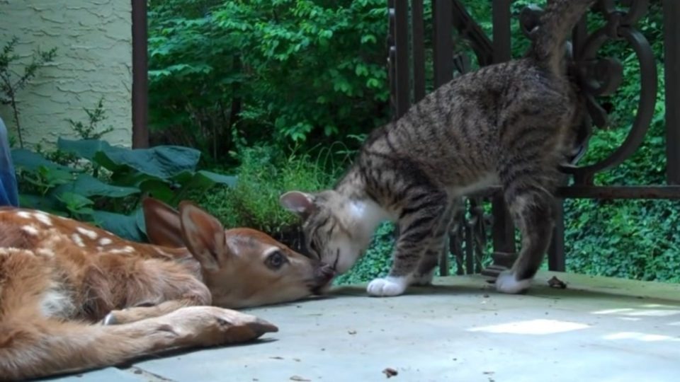 Kleine Katze trifft auf ein Rehlein