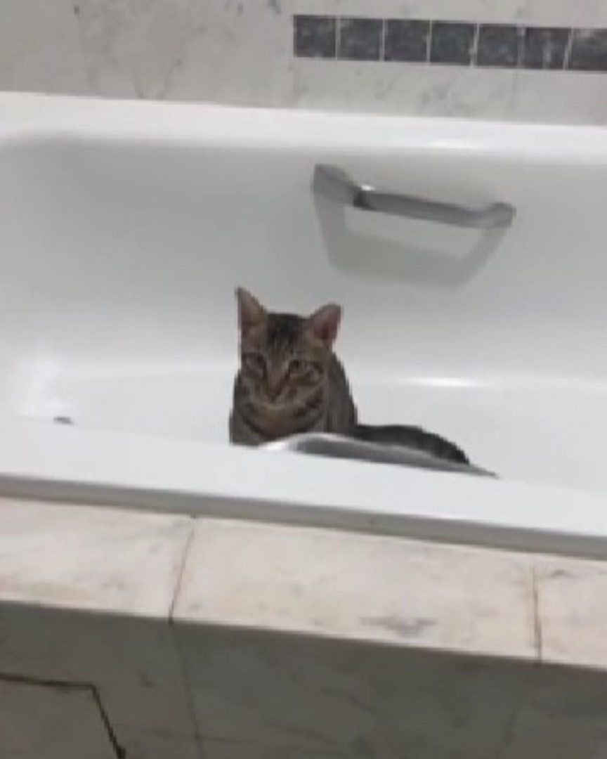 Katze allein in einer Badewanne