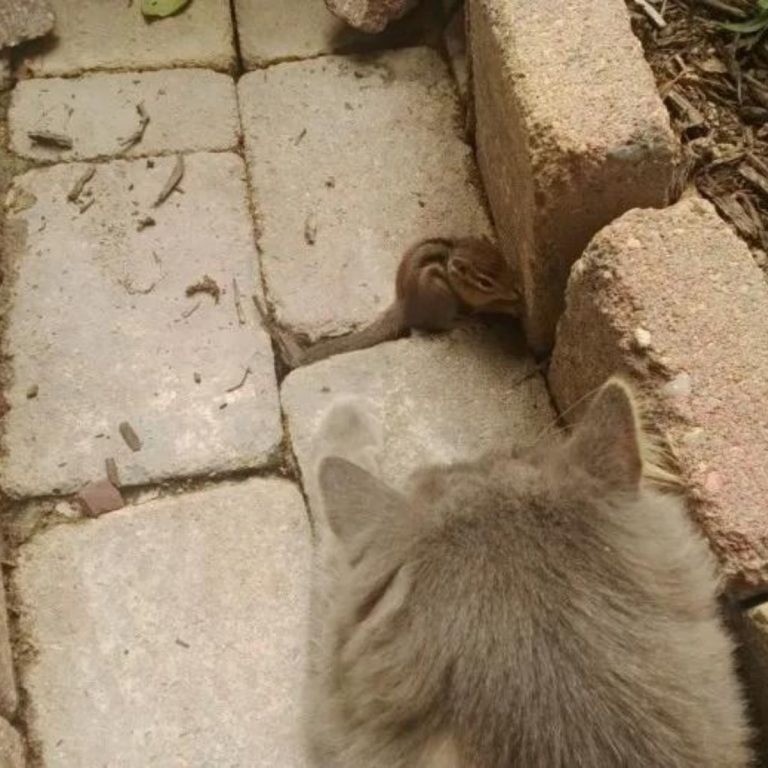 Katze beobachtet ein kleines Streifenhoernchen