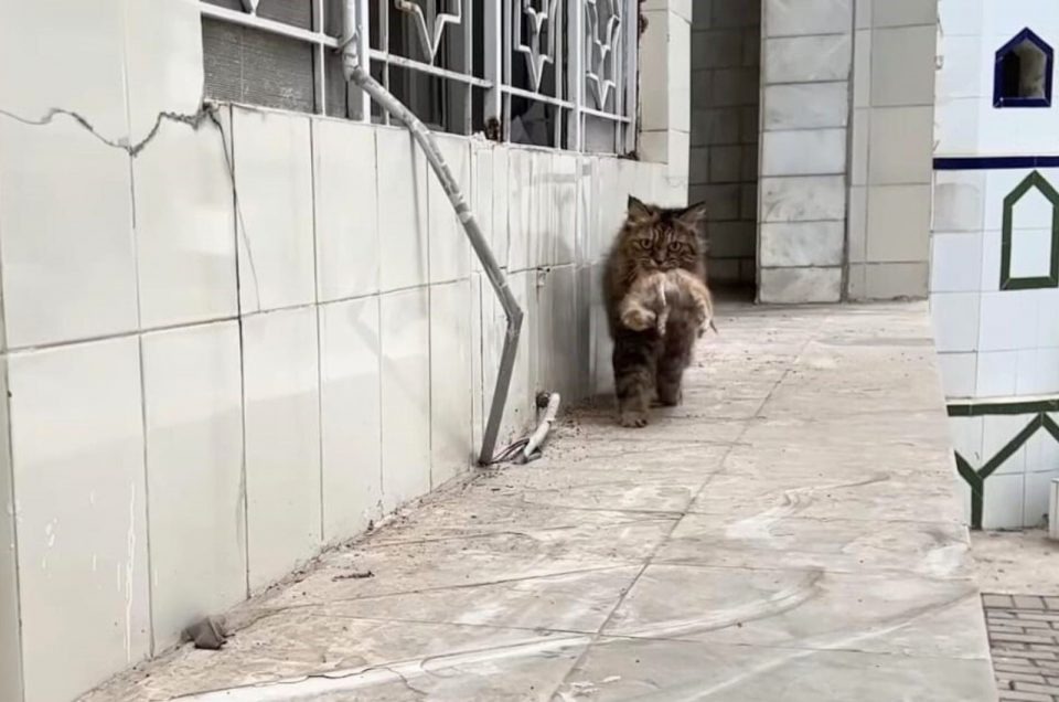 Katze bringt ihr Katzenbaby zu dem Mann dem sie vertraut