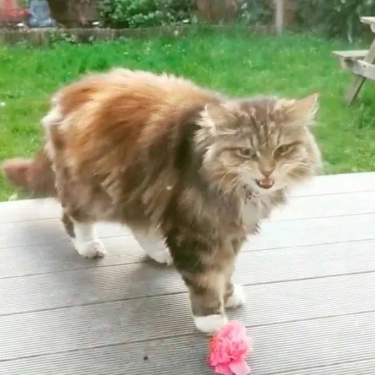 Katze bringt rosa Blume auf die Veranda