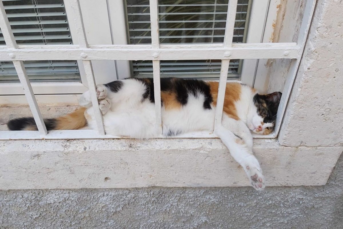 Katze die am Fenstergitter eingeschlafen ist