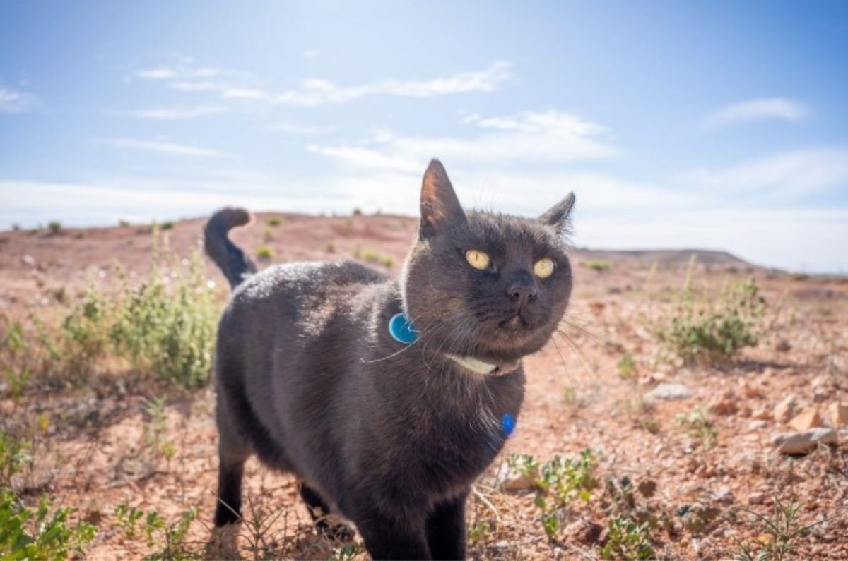 Katze erkundet die Welt