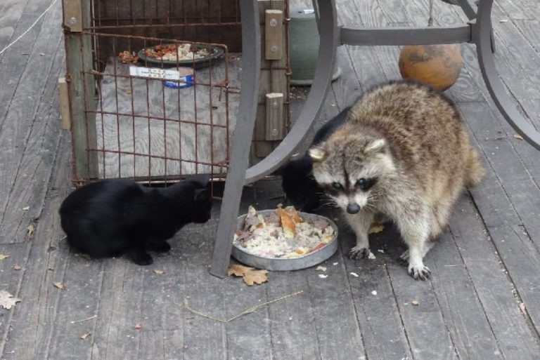 Katze frisst mit Waschbaer