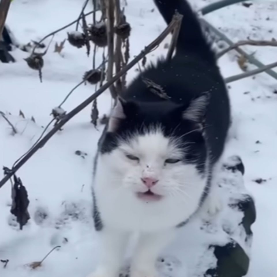 Katze im Schnee