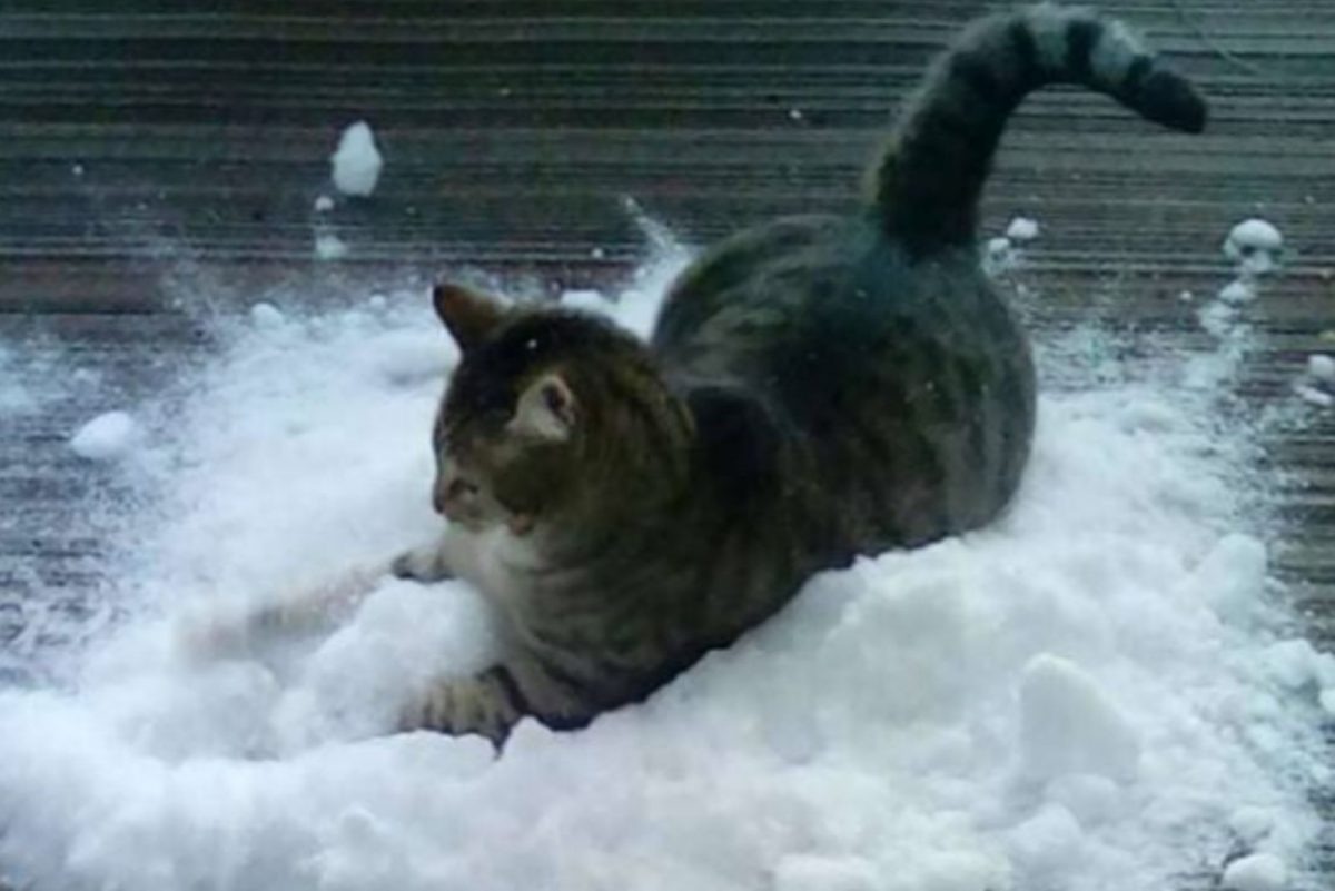 Katze im Schnee