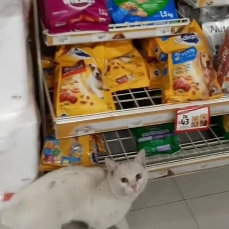 Katze im Supermarkt steht vor dem Katzenfutter