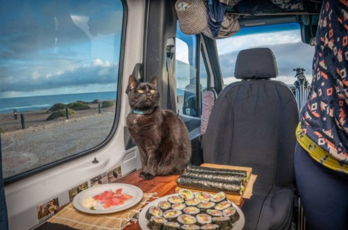 Katze in einem Wohnmobil