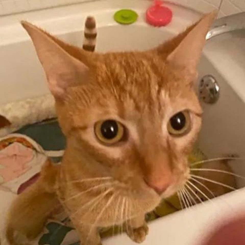 Katze in einer Badewanne