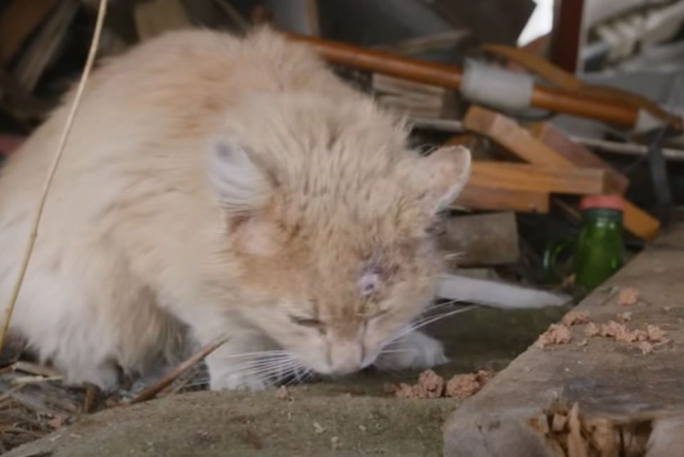 Katze in einer verlassenen Scheune