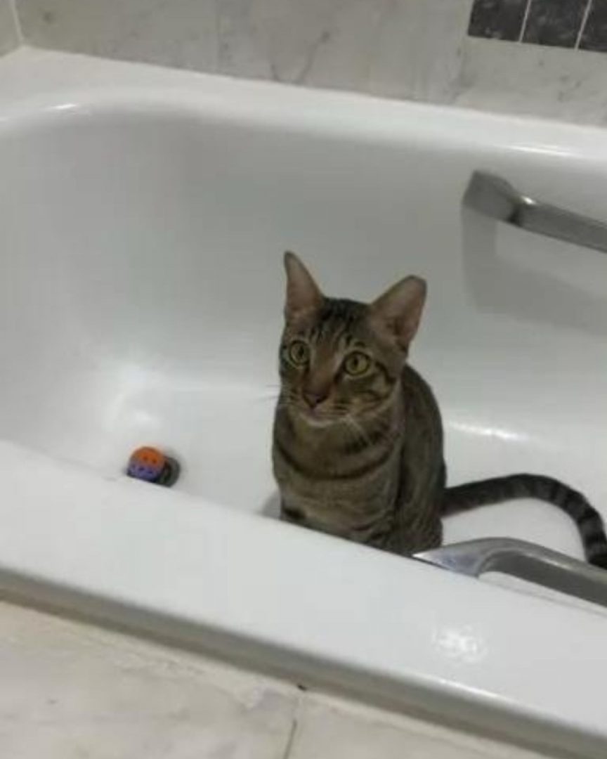 Katze in einer weißen Badewanne sitzt neben einem kleinen Ball