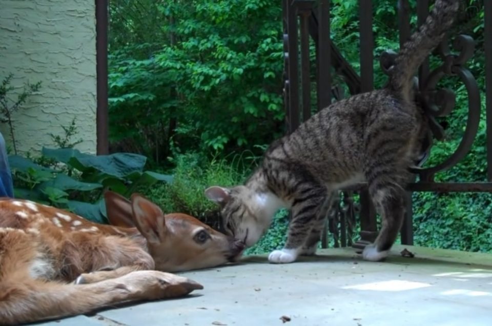 Katze kuschelt mit einem kleinen Reh